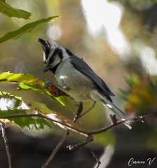 Baeolophus wollweberi