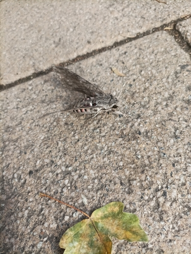 Agrius convolvuli