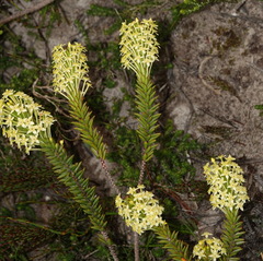 Struthiola rigida