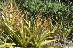 Aechmea blanchetiana