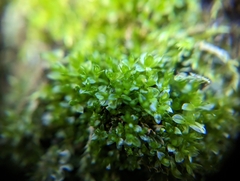 Tetraphis pellucida