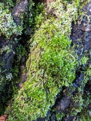 Tetraphis pellucida