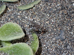 Chetogena acuminata