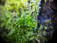 Tetraphis pellucida