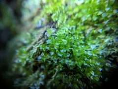 Tetraphis pellucida