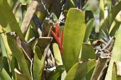 Aechmea nudicaulis