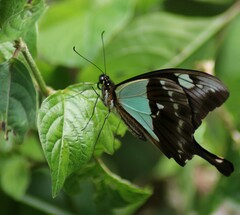 Papilio phorcas