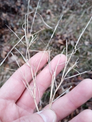 Muhlenbergia frondosa