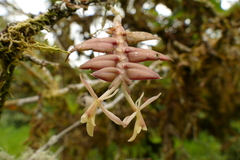Epidendrum madsenii