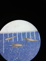 Muhlenbergia frondosa