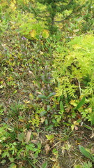 Gentianeae