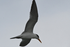 Thalasseus maximus