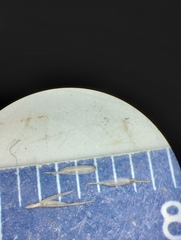 Muhlenbergia frondosa