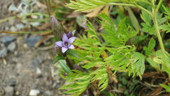 Gentianeae