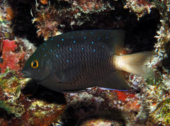 Whitespotted Devil photo 4