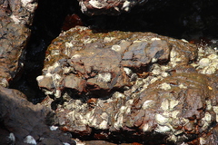 Saccostrea cuccullata