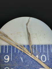 Muhlenbergia frondosa