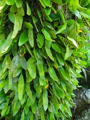 Microgramma piloselloides