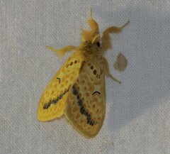 Mylantria xanthospila