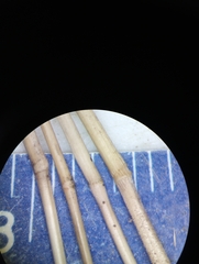 Muhlenbergia frondosa