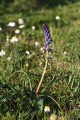 Bellevalia dubia boissieri