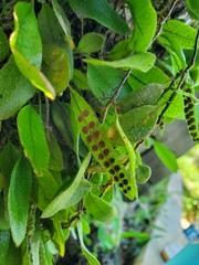 Microgramma piloselloides