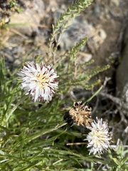 Hypochaeris incana