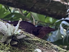 Anolis punctatus