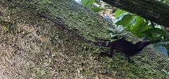 Anolis punctatus