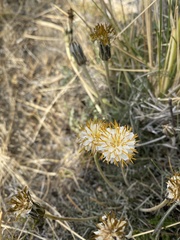 Hypochaeris incana