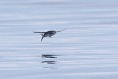 Exocoetidae