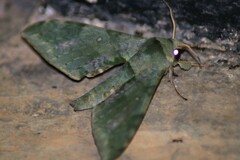 Chloroclanis virescens