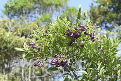 Jacaranda puberula