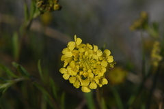 Alyssum trichostachyum