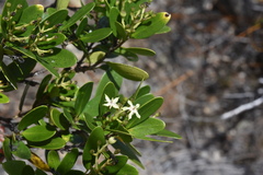 Tarenna rhypalostigma