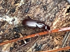 Pterostichus angustus