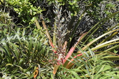 Bromelia antiacantha