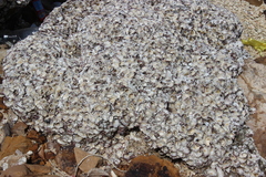 Saccostrea cuccullata