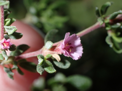 Frankenia ericifolia image