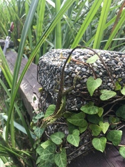 Diploderma polygonatum xanthostomum