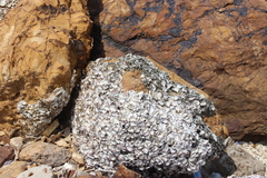 Saccostrea cuccullata