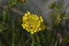 Alyssum trichostachyum