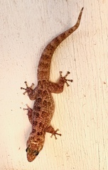 Phyllodactylus nocticolus