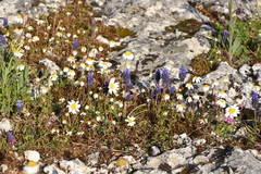 Muscari neglectum