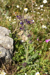 Anchusa undulata
