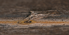 Lithophane lapidea