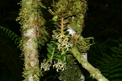 Epidendrum madsenii
