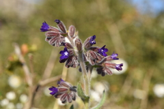 Anchusa undulata