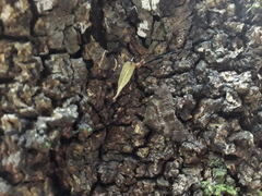 Xanthorhoe rupicola