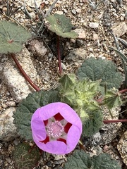 Eremalche rotundifolia